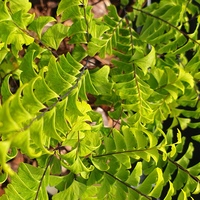 Adiantum aleuticum 'Imbricatum'